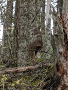 Deer on Green Canyon Trail