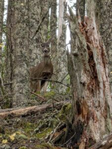 Deer on Green Canyon Trail