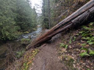 Downed Tree on Salmon Trail